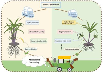 Developing new sugarcane varieties suitable for mechanized production in China: principles, strategies and prospects